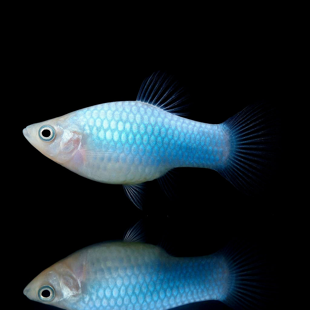 Platy Tuxedo Neon Blau – Stilvoller Glanz mit Kontrast-Effekt