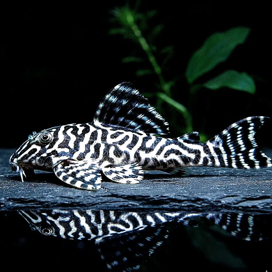 L66 King Tiger Pleco - Hypancistrus spec. 5-7 cm L066 LDA066 LDA66 AquaTimo