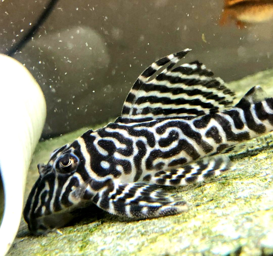 L66 King Tiger Pleco - Hypancistrus spec. 5-7 cm L066 LDA066 LDA66
