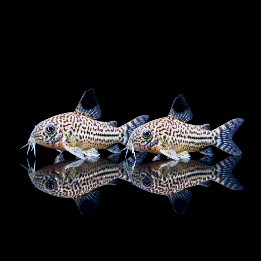 Corydoras Hoplisoma - Juli Panzerwels