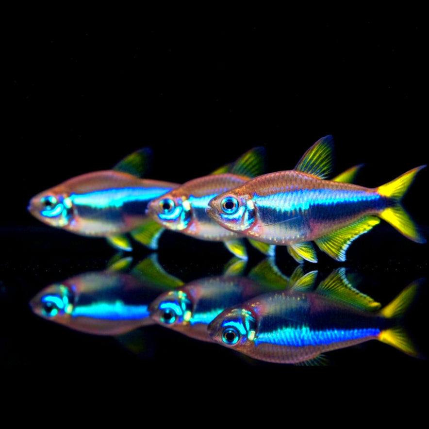 Kaisertetra – Nematobrycon palmeri 👑🐟✨