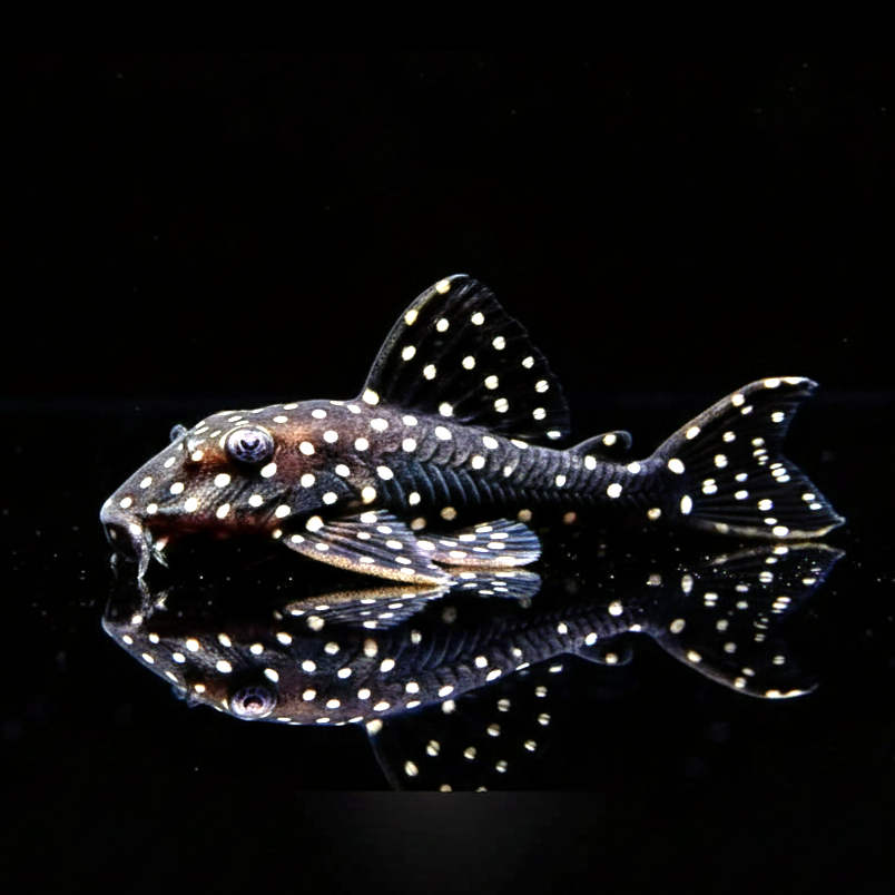 Parancistrus sp. Peppermint Peppermint Pleco, L030, 10-12 cm L 30