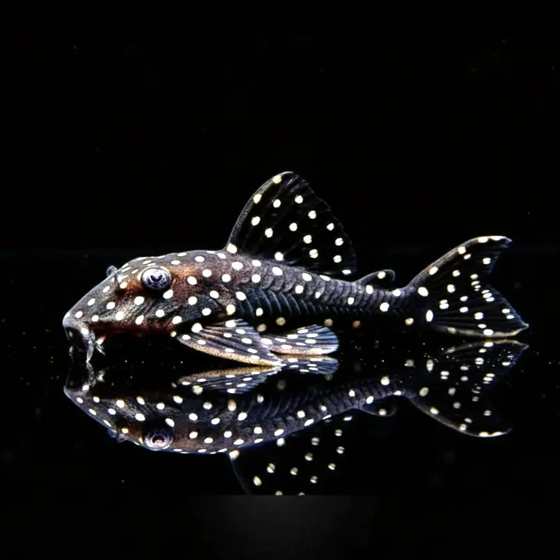 Parancistrus sp. Peppermint Peppermint Pleco, L030, 10-12 cm L 30 AquaTimo