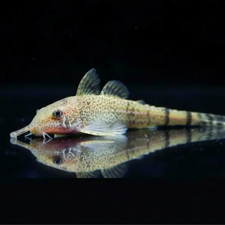 Pinocchio-Harnischwels – Hemiodontichthys acipenserinus 🐟👃🌿 AquaTimo