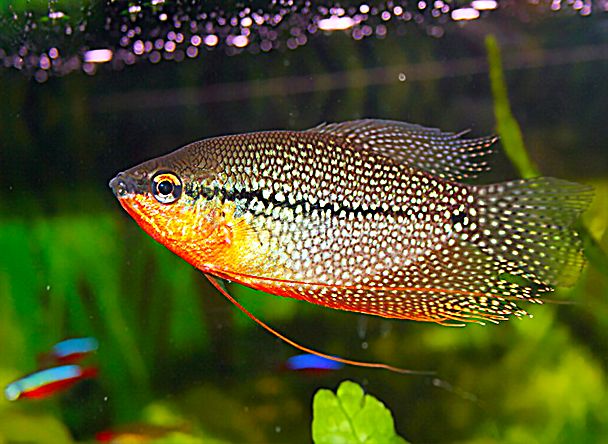 Trichogaster leeri – Der majestätische Mosaikfadenfisch Fadenfisch