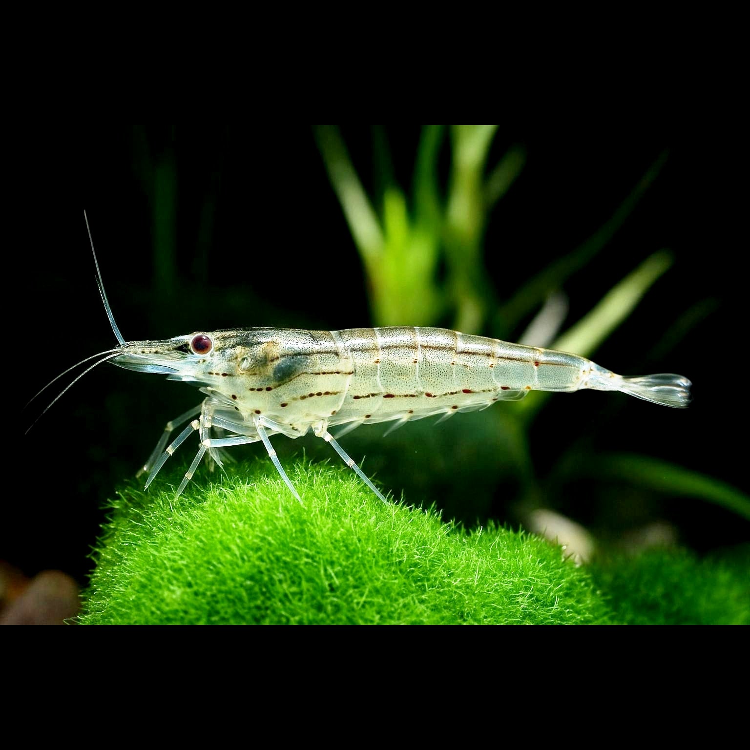 Caridina multidentata - Amanogarnele