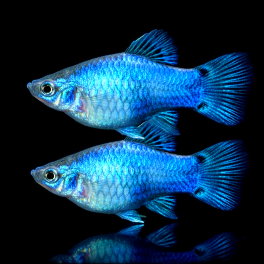 Platy Mickey Maus Blau – Der charmante Klassiker mit besonderem Muster