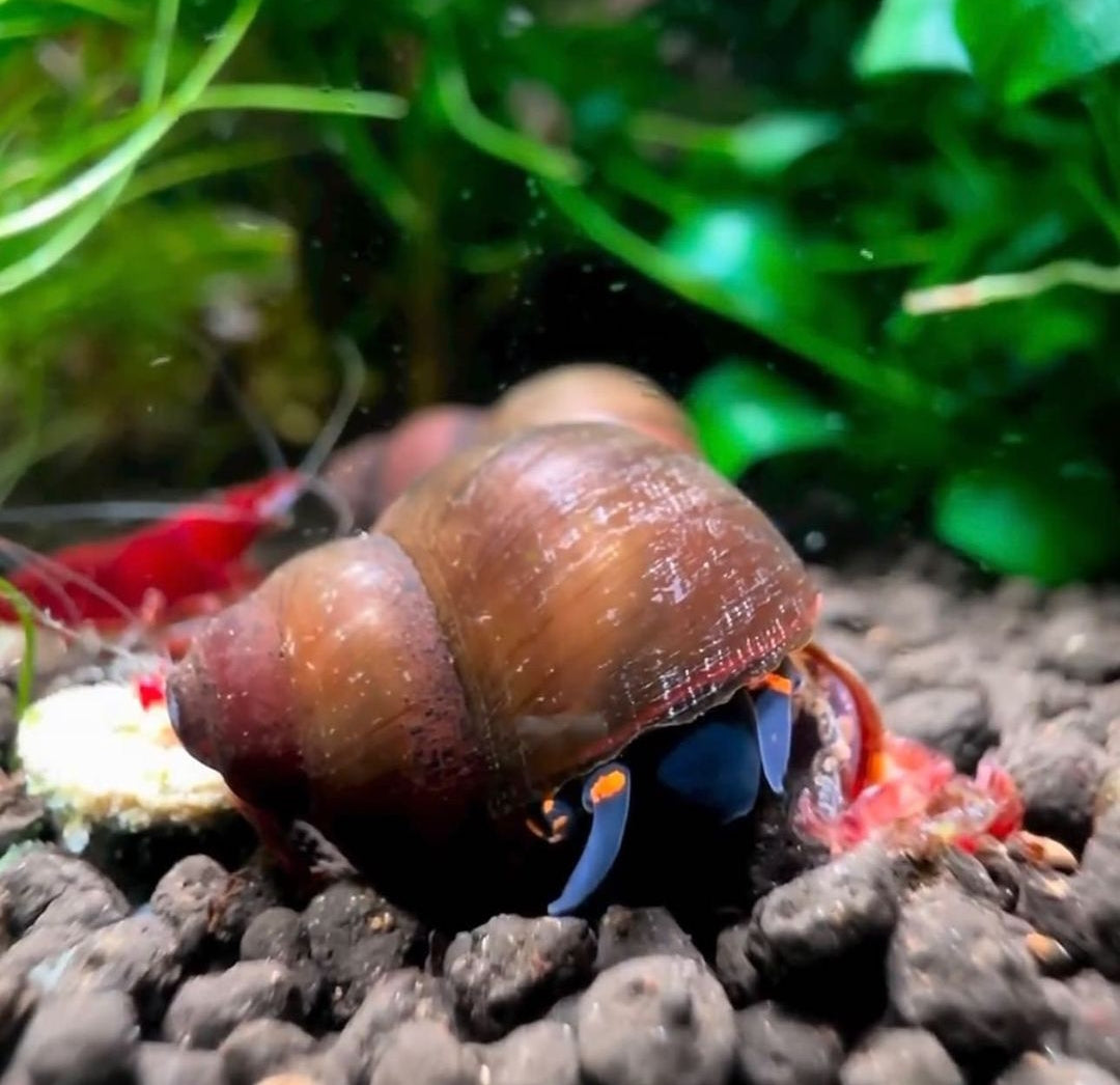 Notopala sp. - Blue Berry Snail