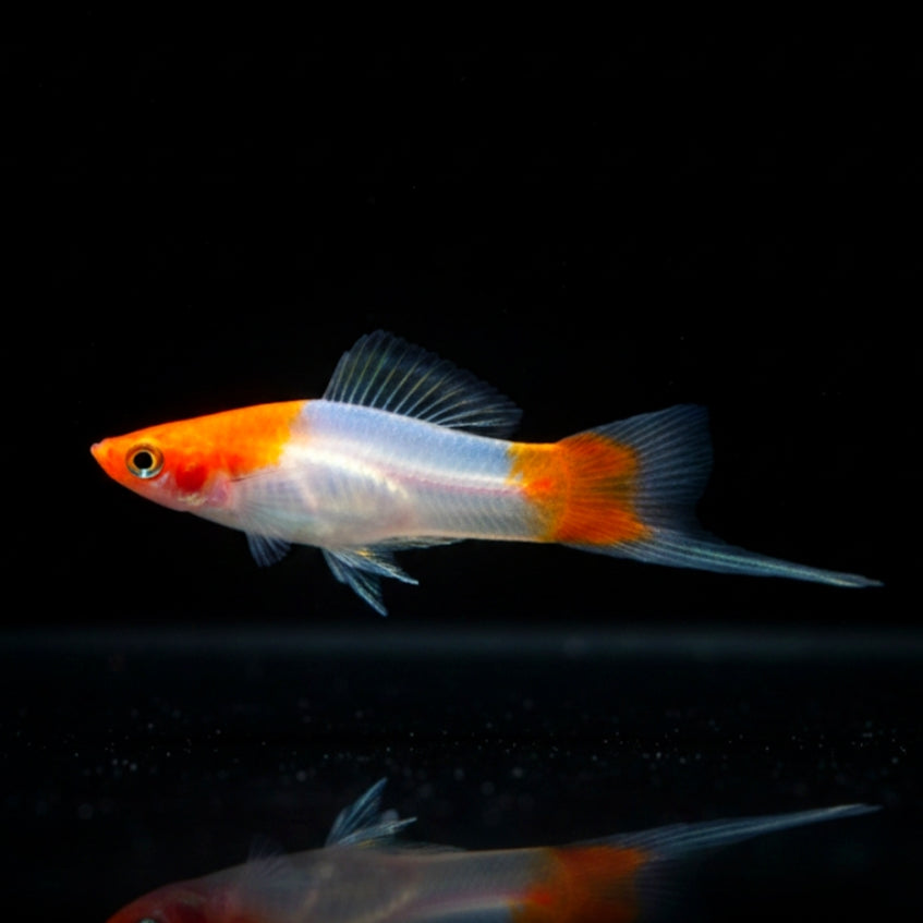 Schwertträger - Xiphophorus helleri „Koi Kohaku Wagtail“