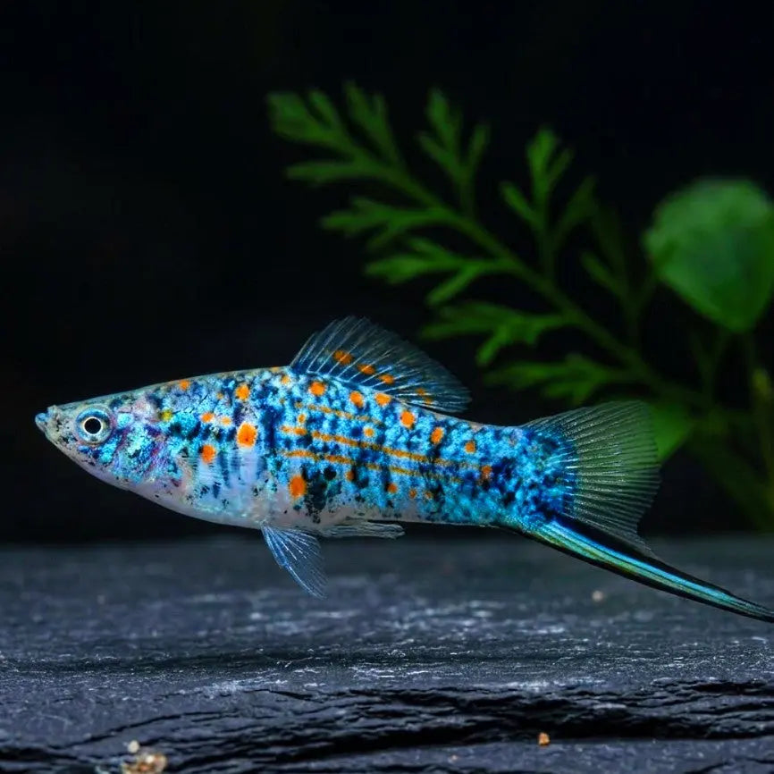 Schwertträger - 💙❤️🧡💛 Wundertüte MIX AquaTimo