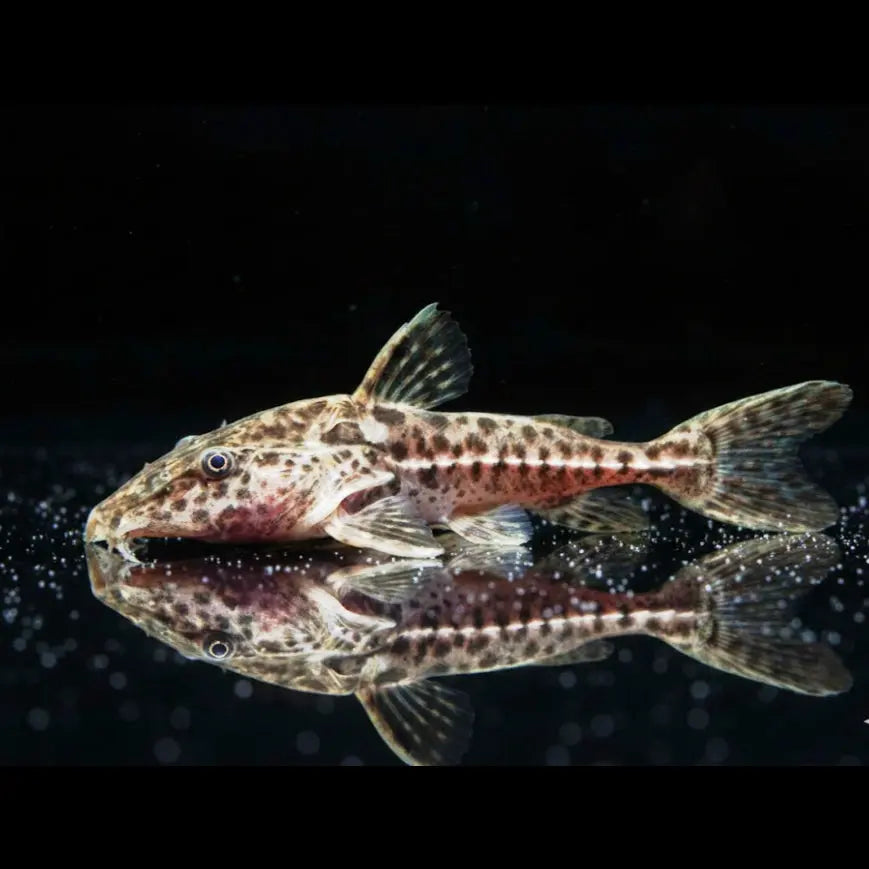 Schwarzer Riesendornwels
Oxydoras niger – ca. 12 cm AquaTimo
