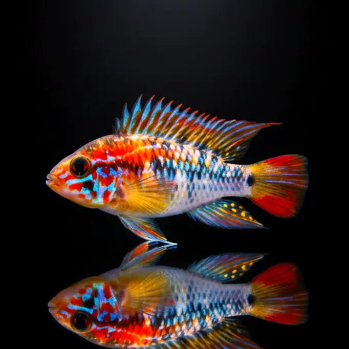 Apistogramma cf. hongsloi AquaTimo