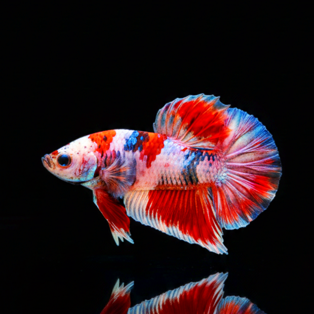 Kampffisch Betta splendens – Plakat Thai Flag