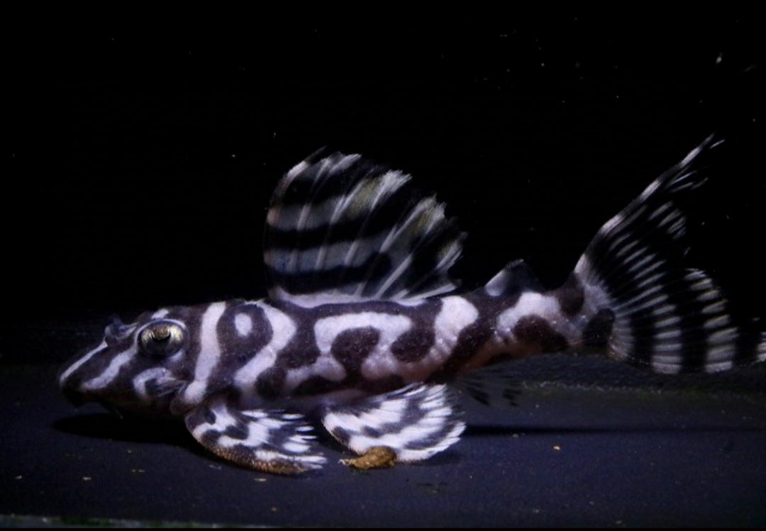 L236 Welse: Iriri-Harnischwels, Hypancistrus spec. ca 5 cm