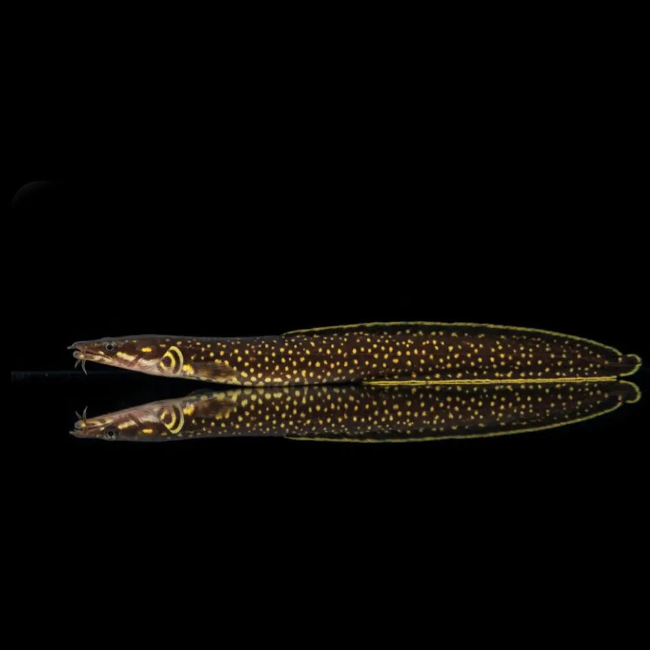 Weißsaum-Stachelaal – Mastacembelus unicolor AquaTimo