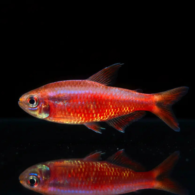 Super-Red-Devil-Tetra – Hyphessobrycon notidanos "Red Devil" AquaTimo