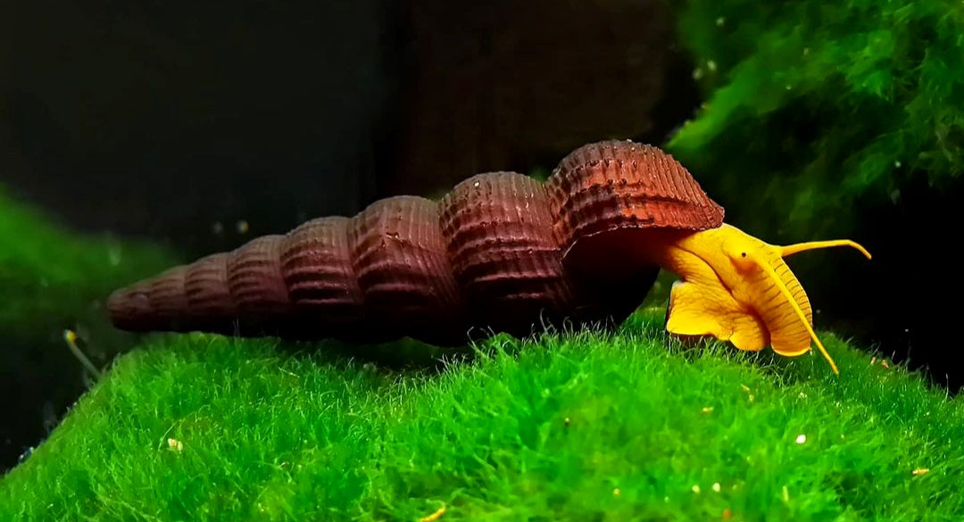 Tylomelania orange - Felsenschnecke 5-8 cm groß