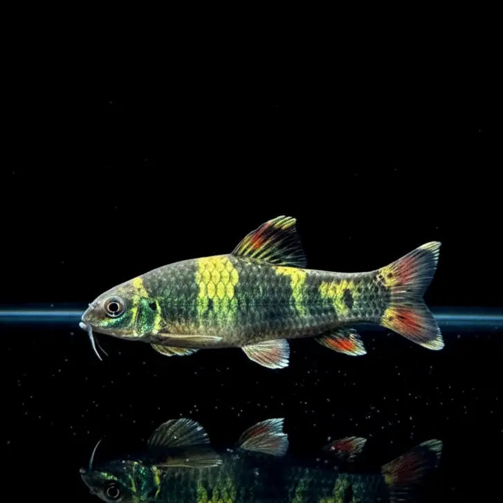 Prachtalgenfresser – 💚 Panda Saugbarbe (Garra flavatra) AquaTimo