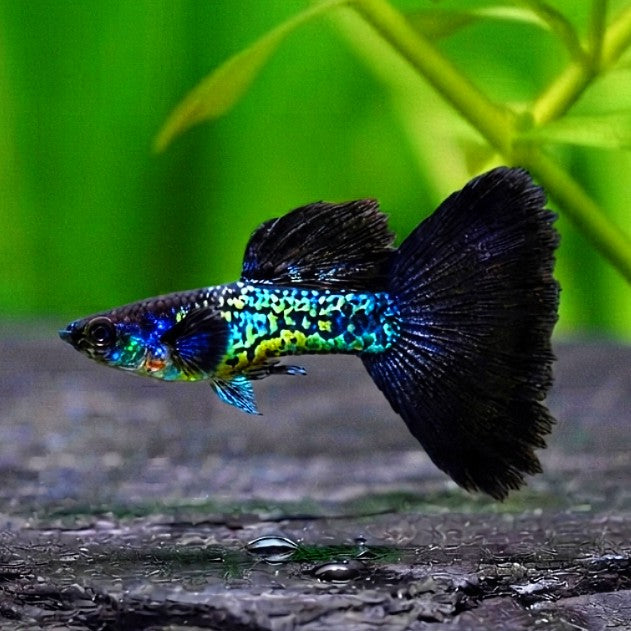 Hochzucht-Guppy - 🖤 Black Cobra