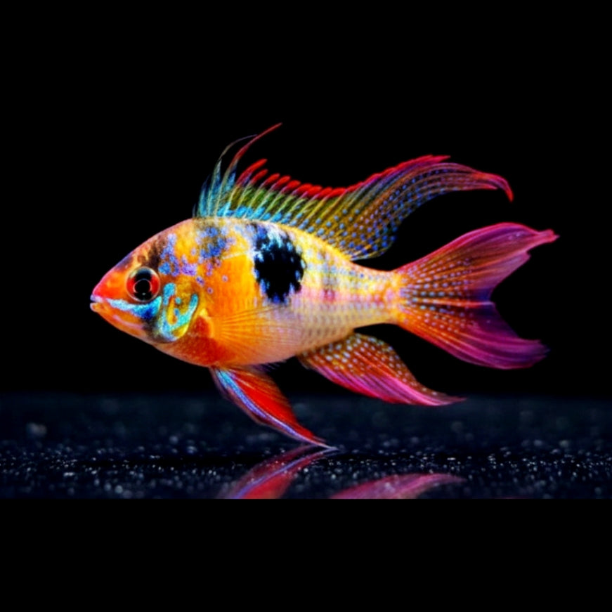 Schmetterlingsbuntbarsch "LongFin" – Microgeophagus ramirezi