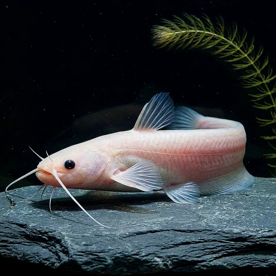 Goldwels (Silurus glanis gold) ca. 11 cm – Ein strahlendes Highlight für deinen Teich AquaTimo