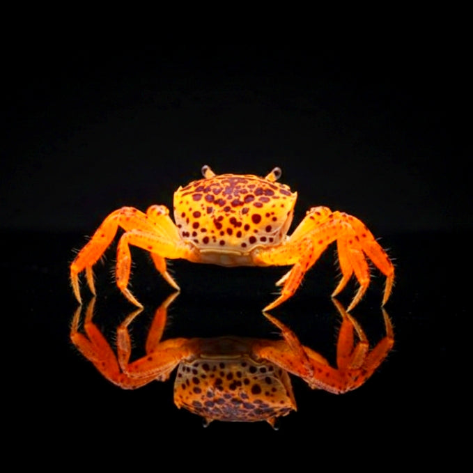 Unterwasserkrabbe „Panther“ (Parathelphusa pantherina)