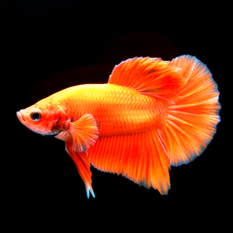 Kampffisch Betta splendens – Plakat Orange
