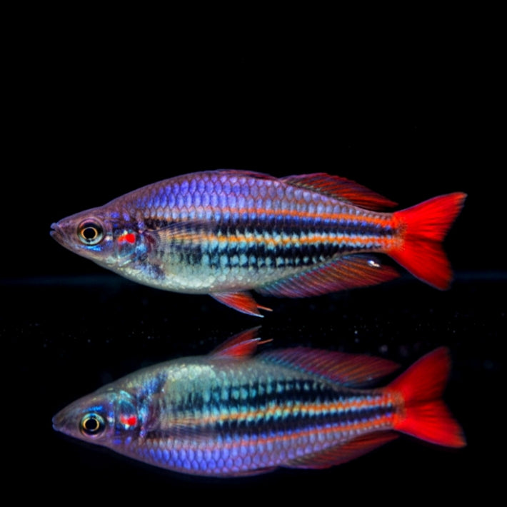 Westlicher Regenbogenfisch – Melanotaenia australis