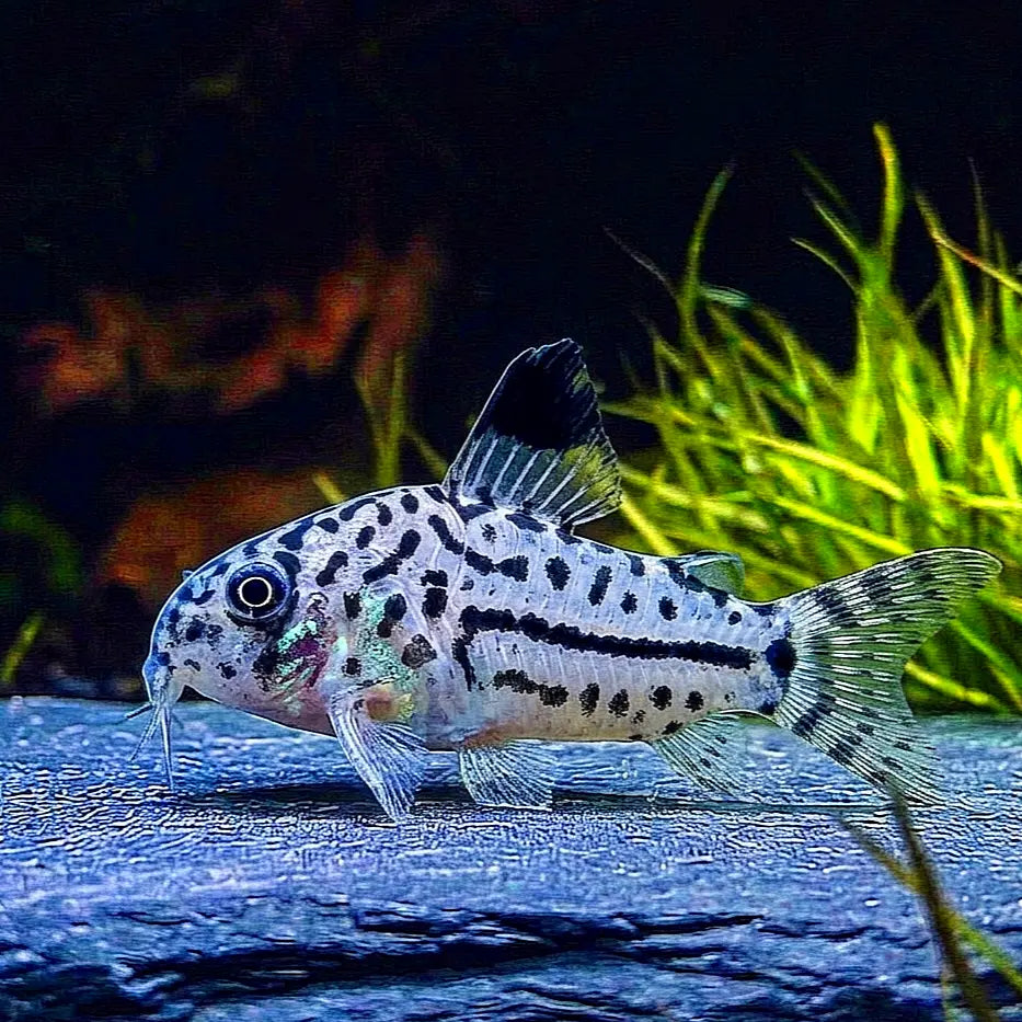 Corydoras Hoplisoma - 🩶🤍 Juli Panzerwels AquaTimo