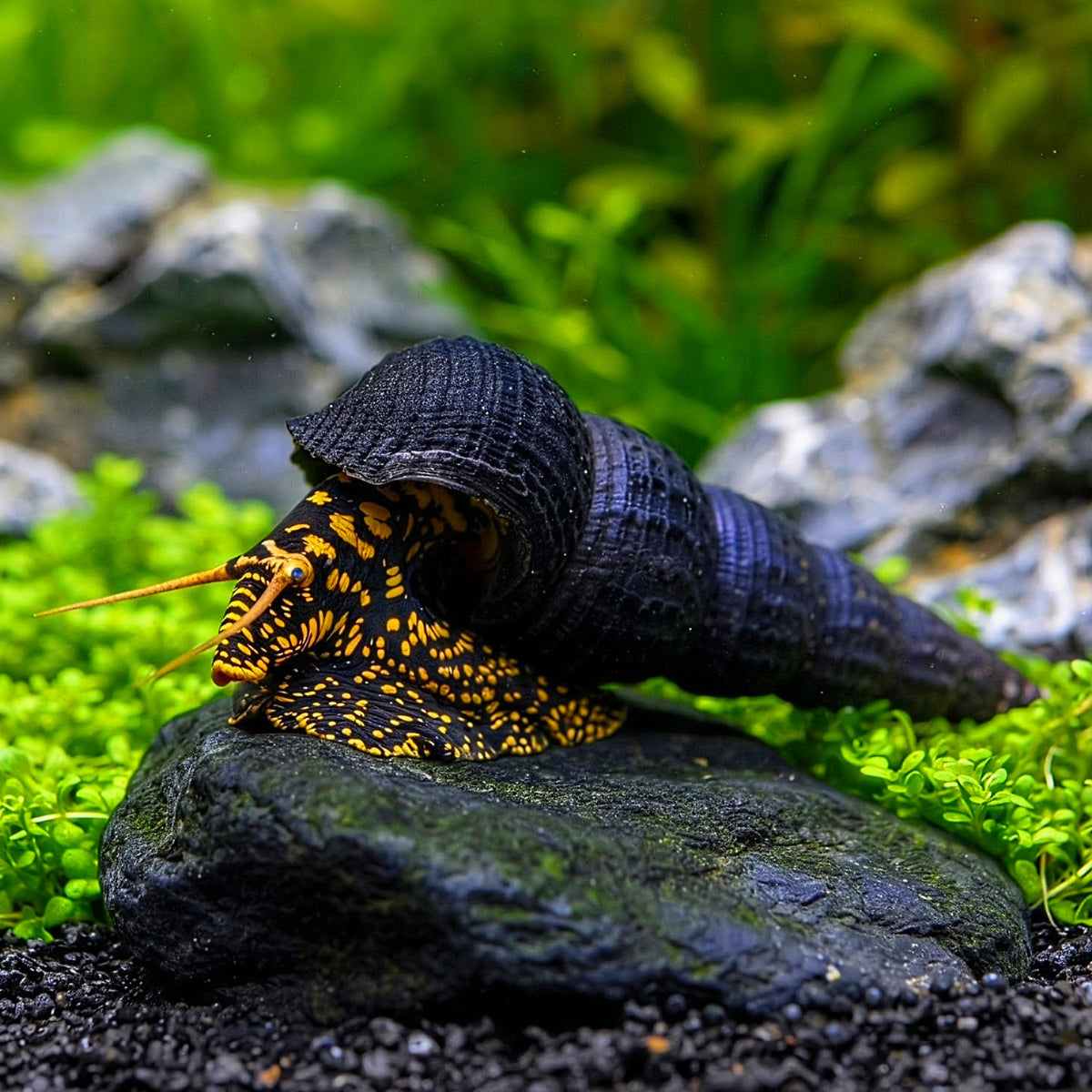 Tylomelania towutensis - 💛🖤 Goldpunkt-Pososchnecke