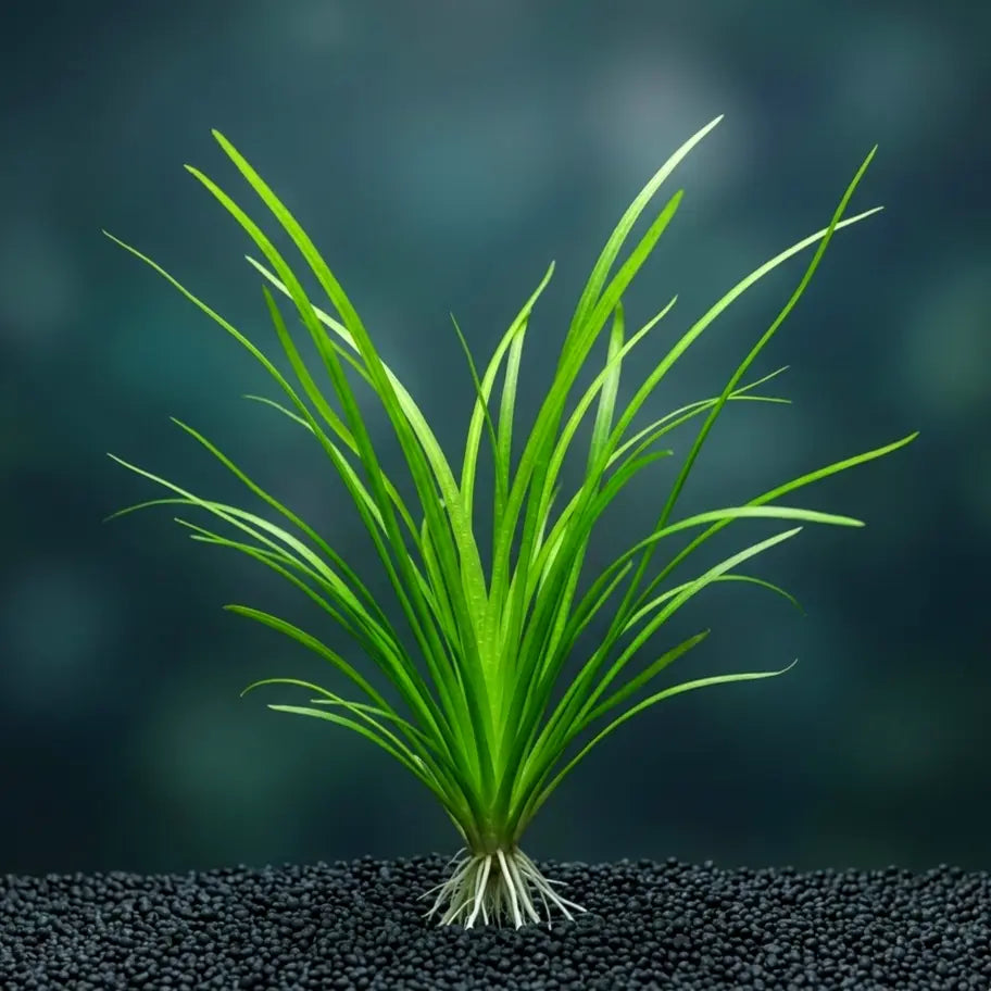 Sagittaria subulata var. pusilla / Dennerle-Plants AquaTimo