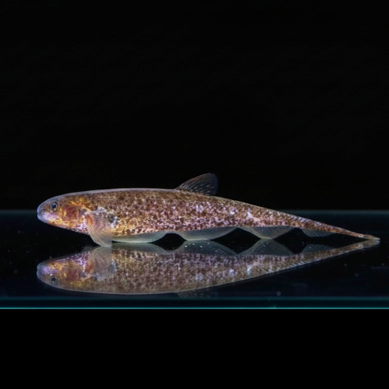 Marmor-Messerfisch – Adontosternarchus clarkae