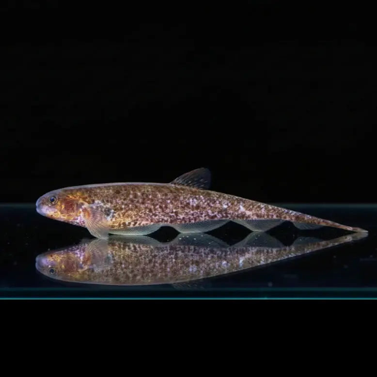 Marmor-Messerfisch – Adontosternarchus clarkae AquaTimo