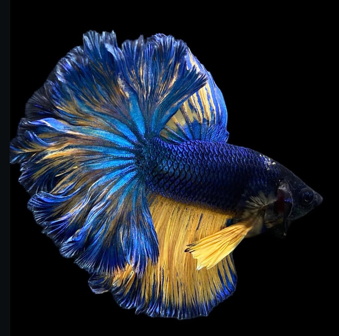 Betta splendens "Halfmoon Fancy Blue" – Farbenfroher Kampffisch mit spektakulärer Musterung