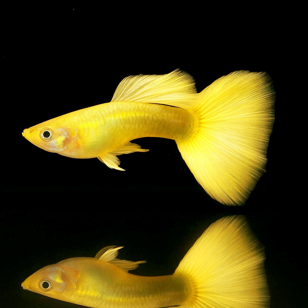 Hochzucht Guppy - Full Gold