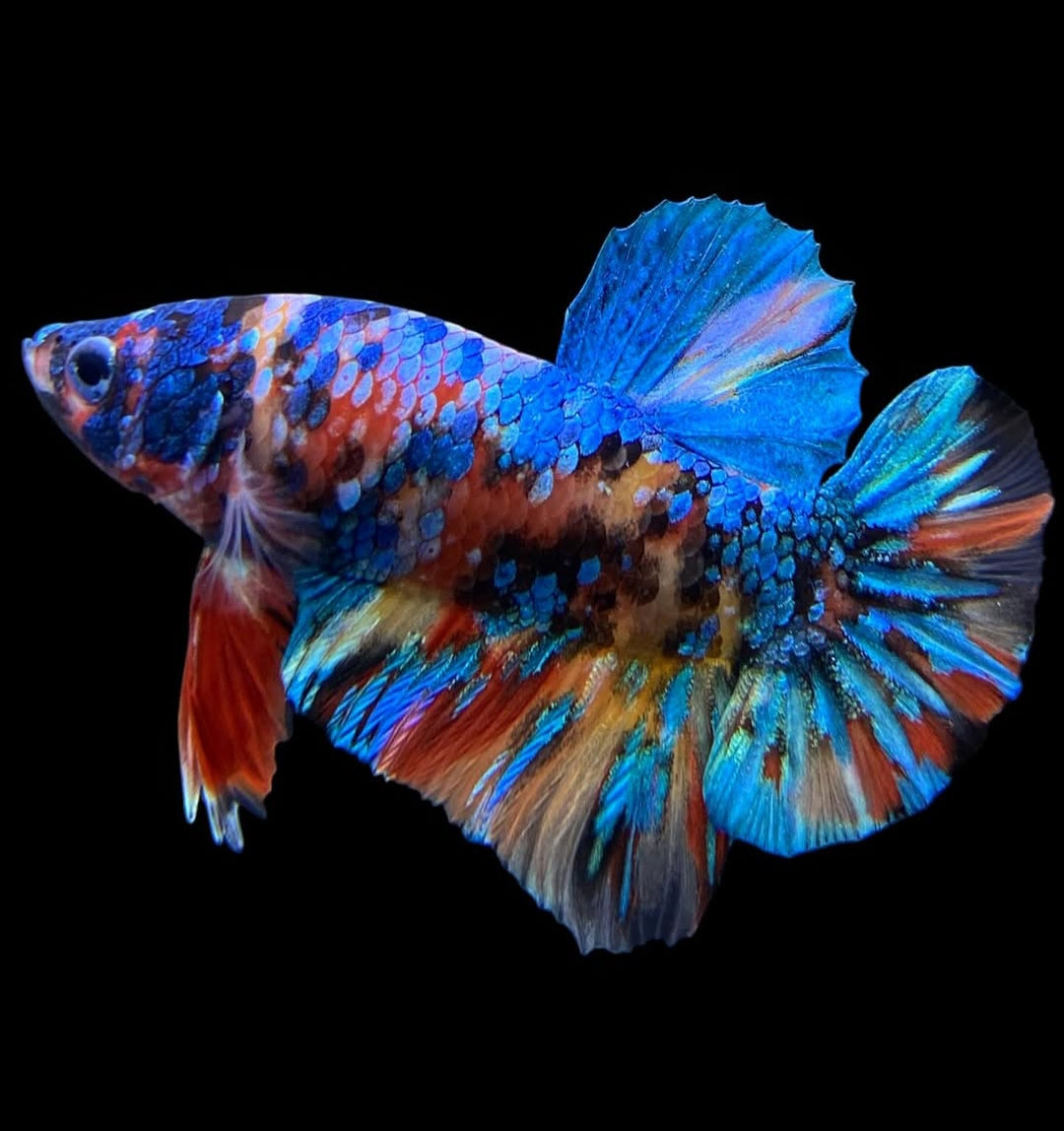 Betta splendens "Plakat Koi" – Farbstarker Koi-Kampffisch für dein Aquarium