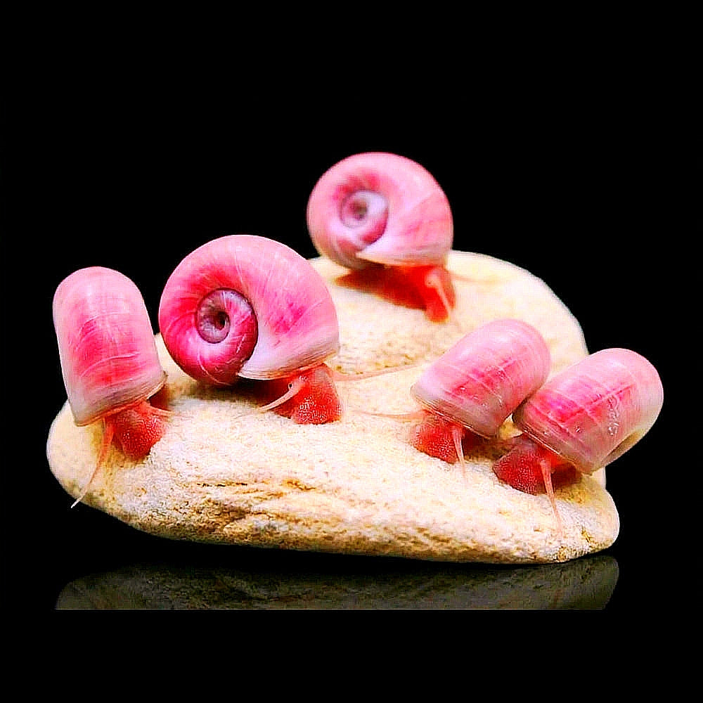 Posthorn Schnecke "Rosa" - PHS