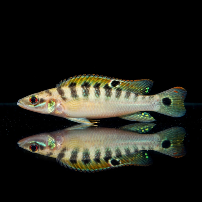 Regans Zwerghechtbuntbarsch – Crenicichla regani "Rio Tapajós"