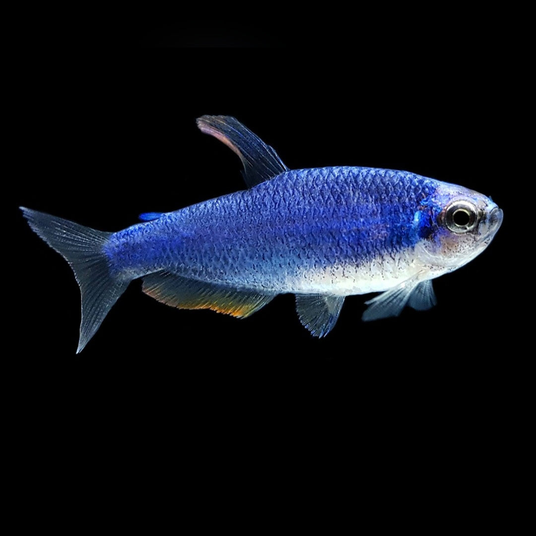 Inpaichthys kerri super blue - Königssalmler