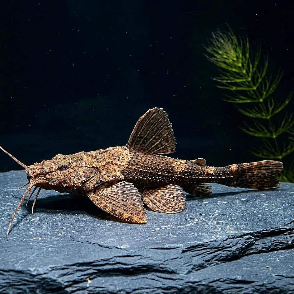 Bratpfannenwels
Bunocephalus coracoideus AquaTimo