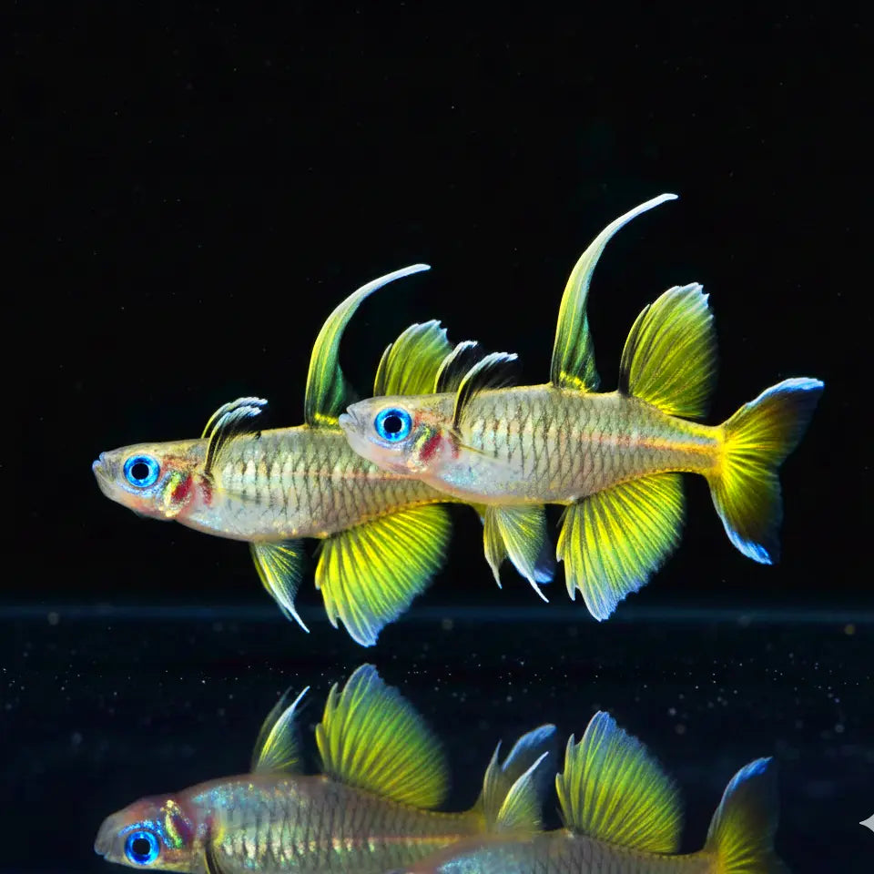 Schmetterlingsblauauge
Pseudomugil signifer 🦋💙 AquaTimo