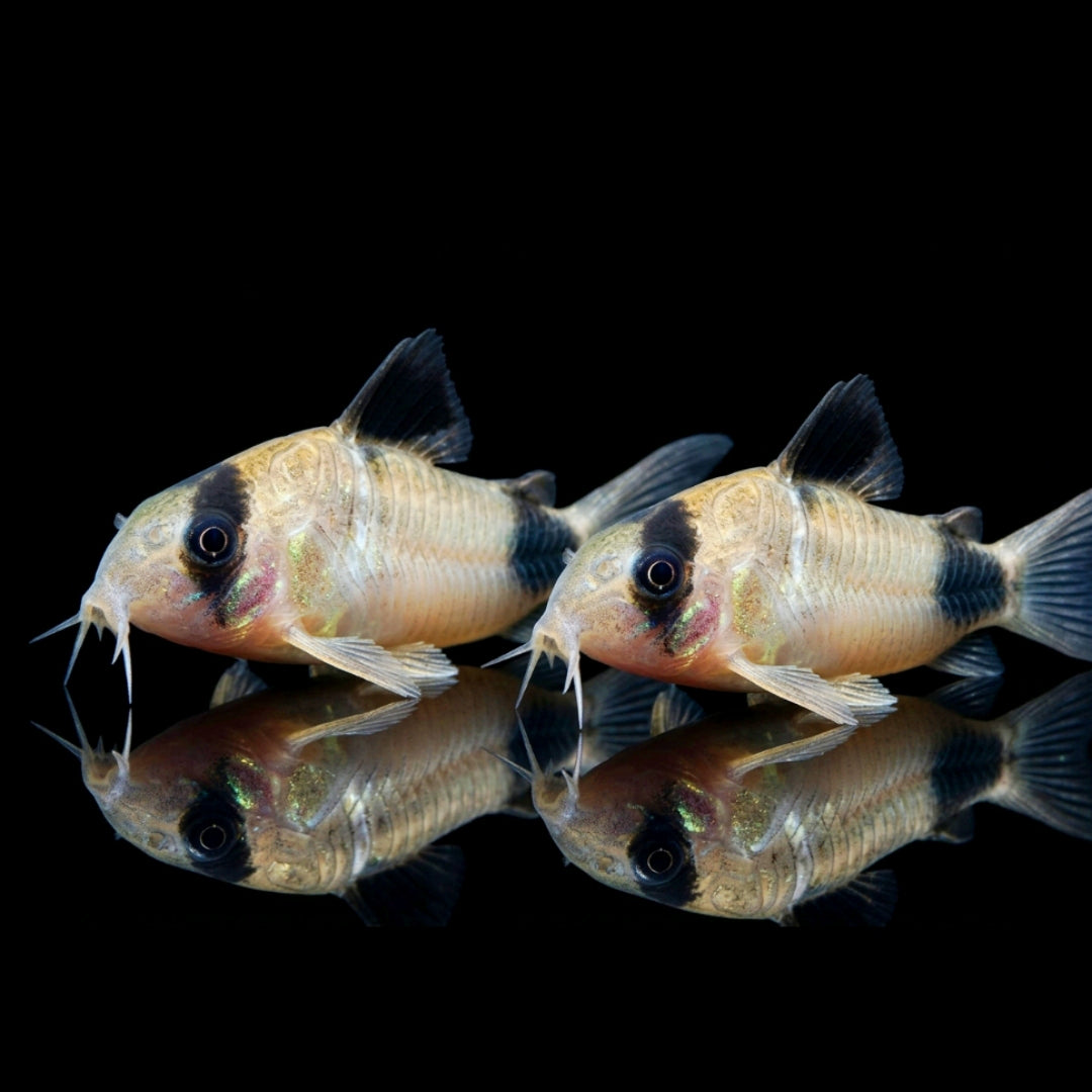 Corydoras Panda - Panzerwels