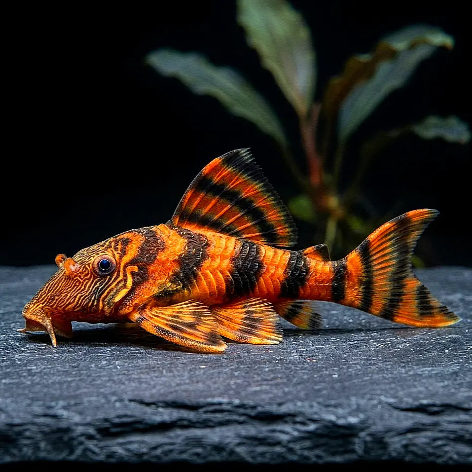 Tigerharnischwels – L002 – Panaqolus sp. 🐯🐟 AquaTimo