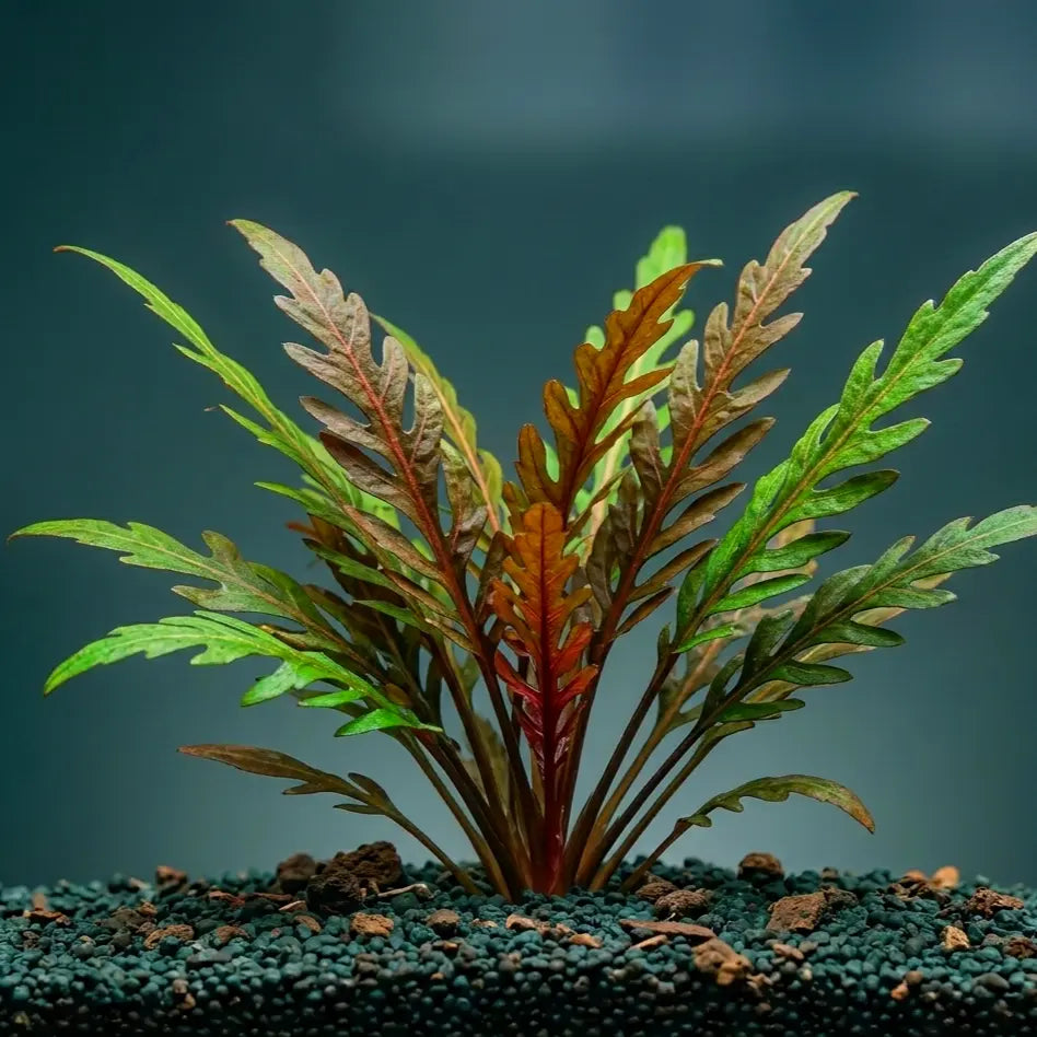 Hygrophila pinnatifida / Dennerle-Plants AquaTimo