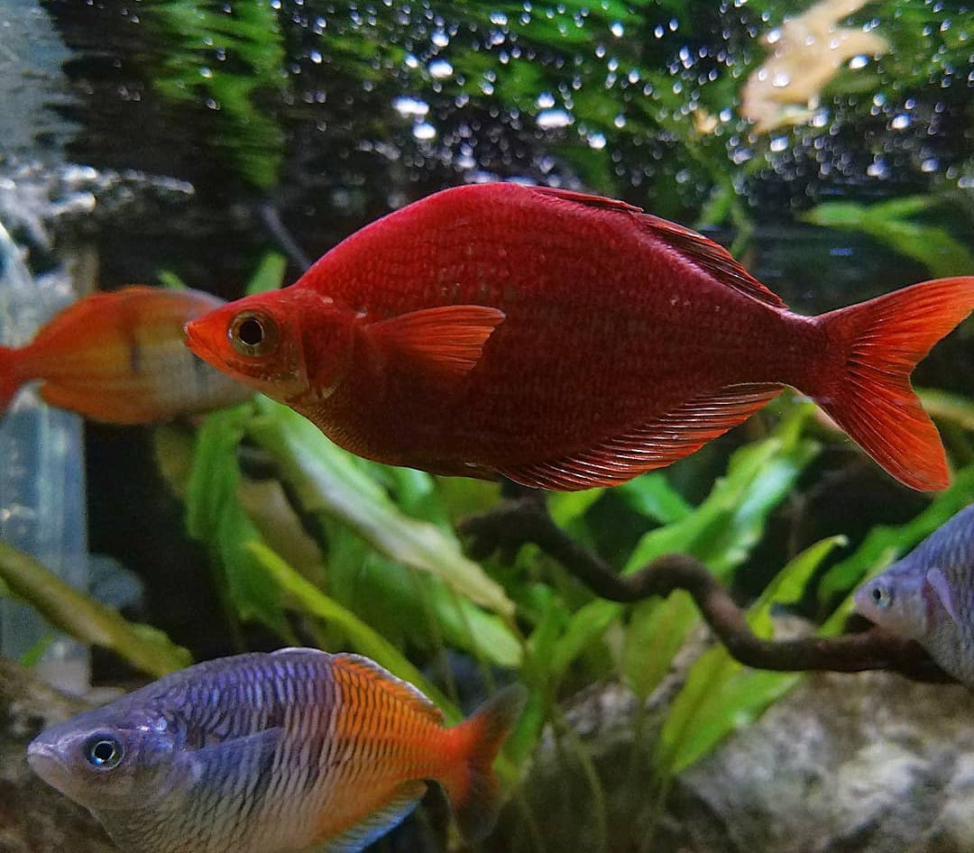 Lachsroter Regenbogenfisch – glossolepis incisus 🐟🔥