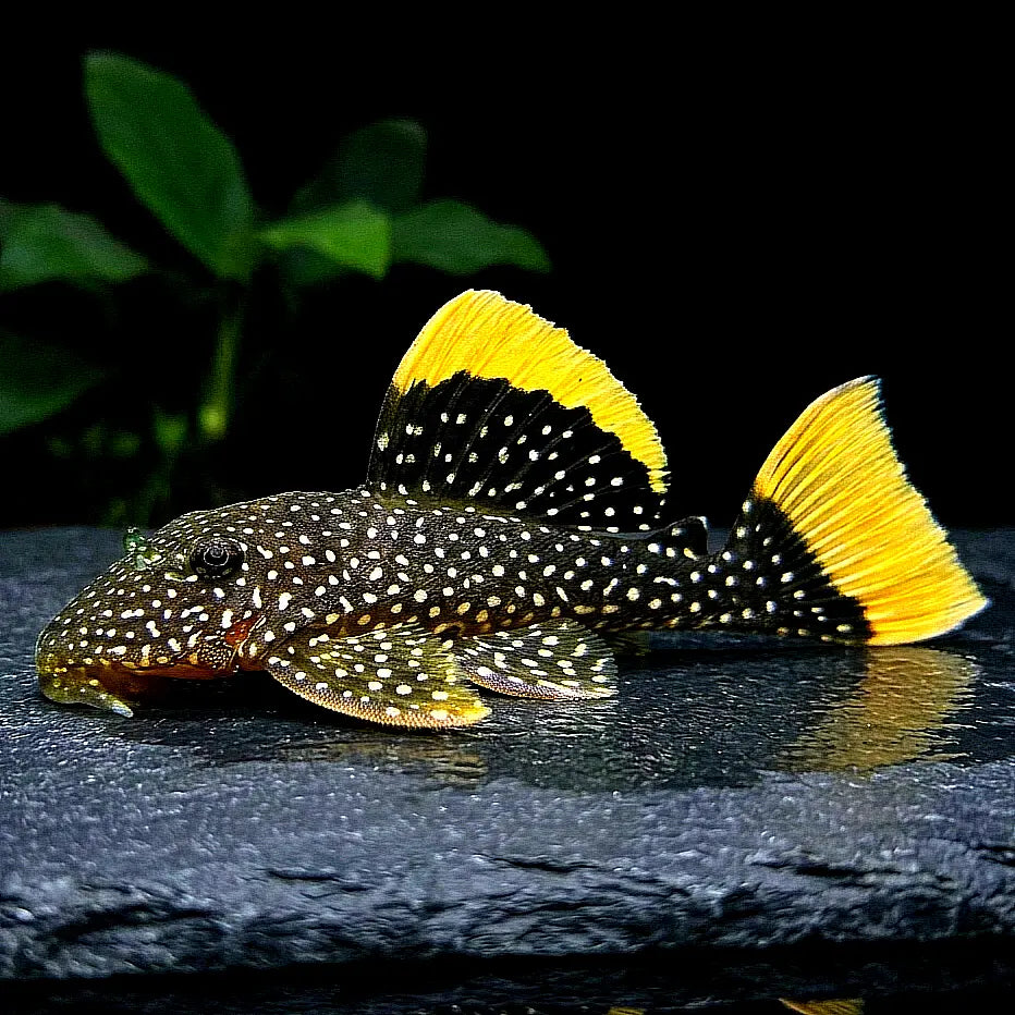 Gelbsaum-Prachtharnischwels – Baryancistrus xanthellus L018 | L081 🟡🖤 Golden Nugget AquaTimo