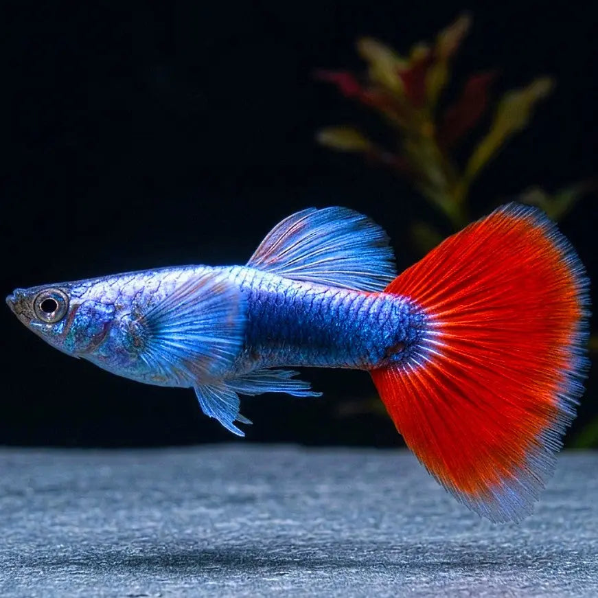 Hochzucht Guppy - 🤍❤️ Santa Claus AquaTimo