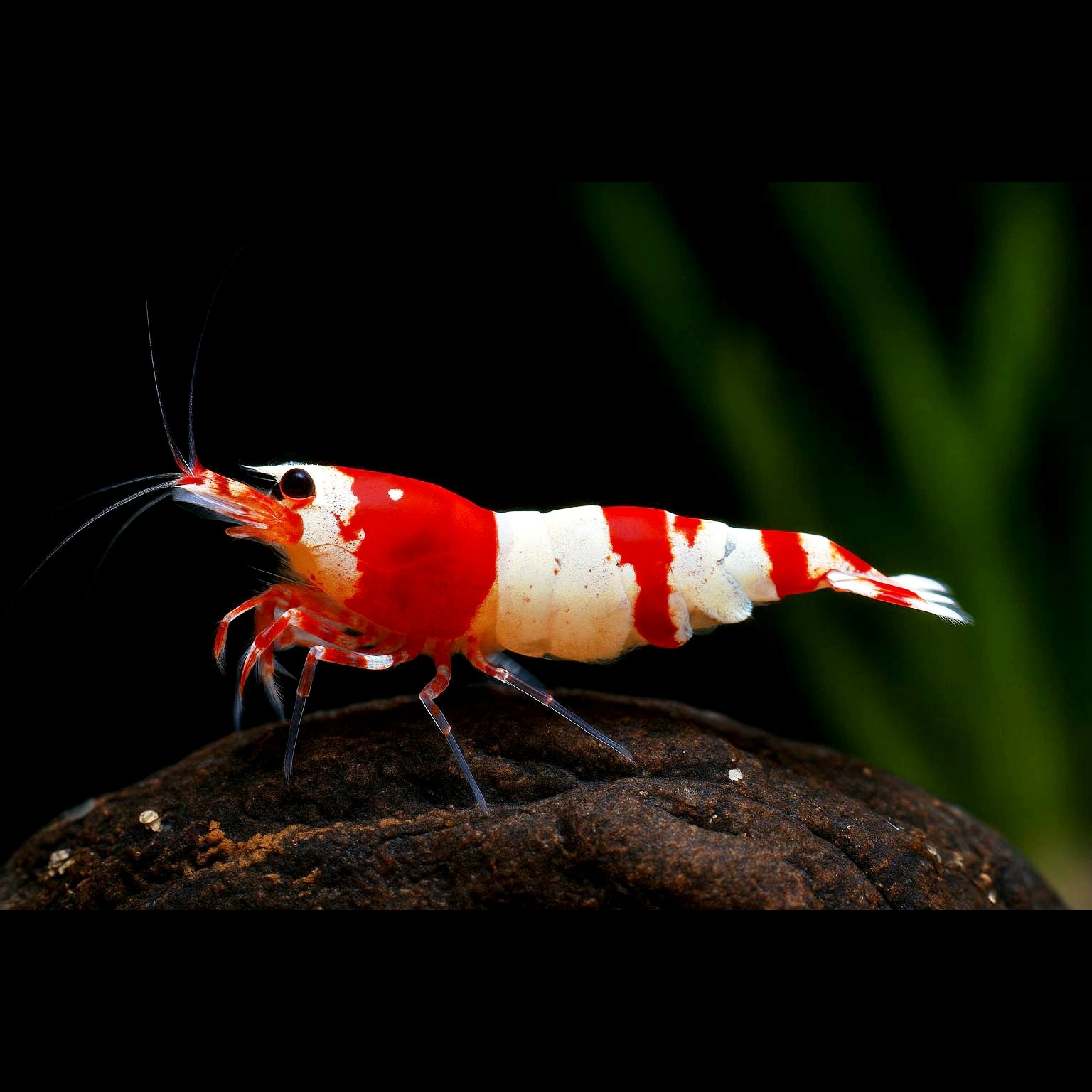 Caridina logemanni - Zwerggarnele "Kristal Red" K2-K4