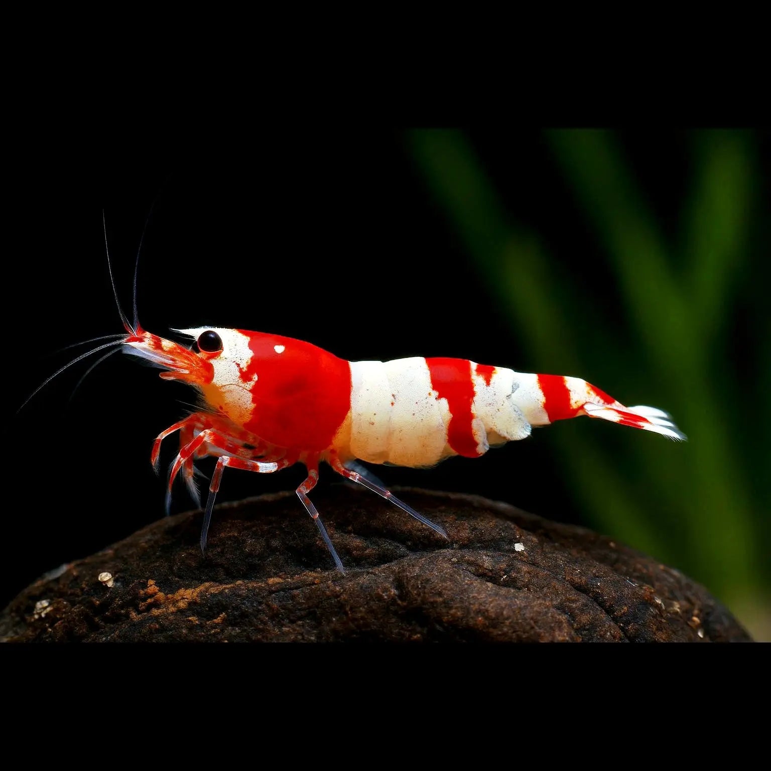Caridina logemanni - Zwerggarnele ❤️🤍 "Kristal Red" K2-K4 AquaTimo