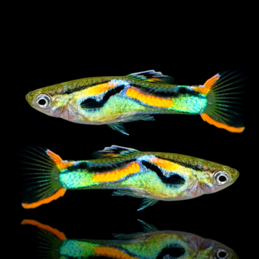 Naturform Guppy - Endler